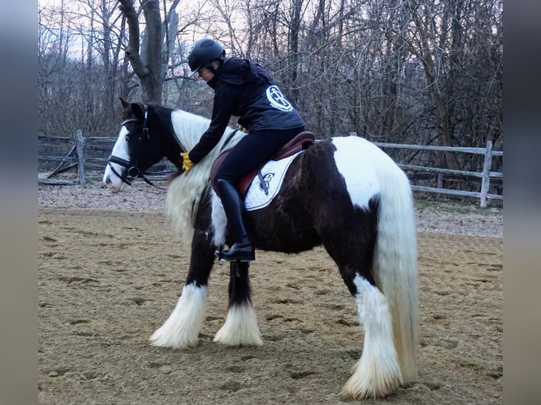 Cob Irlandese / Tinker / Gypsy Vanner Castrone 13 Anni Tobiano-tutti i colori in Monroe Township, NJ