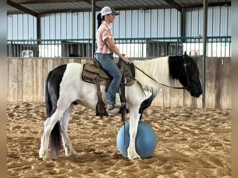 Cob Irlandese / Tinker / Gypsy Vanner Castrone 13 Anni Tobiano-tutti i colori in Jacksboro TX