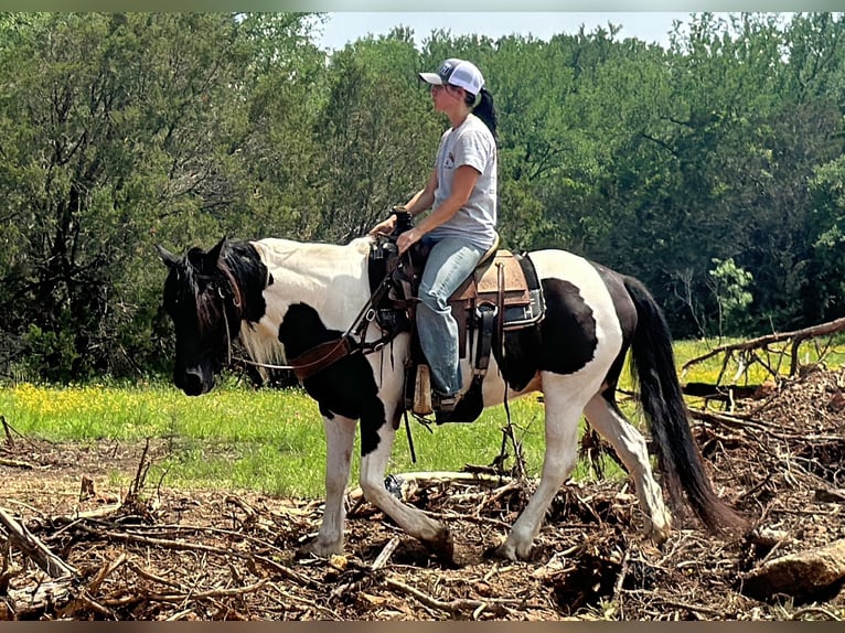 Cob Irlandese / Tinker / Gypsy Vanner Castrone 13 Anni Tobiano-tutti i colori in Jacksboro TX