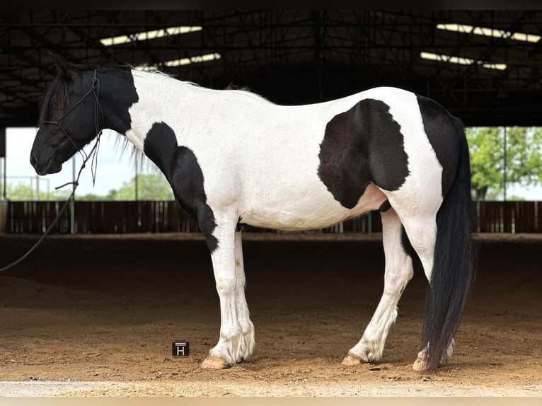 Cob Irlandese / Tinker / Gypsy Vanner Castrone 13 Anni Tobiano-tutti i colori in Jacksboro TX