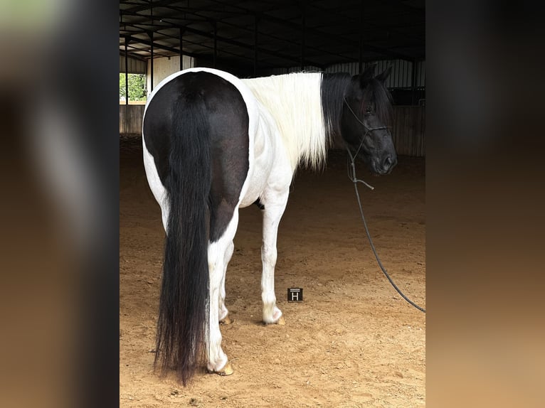 Cob Irlandese / Tinker / Gypsy Vanner Castrone 13 Anni Tobiano-tutti i colori in Jacksboro TX