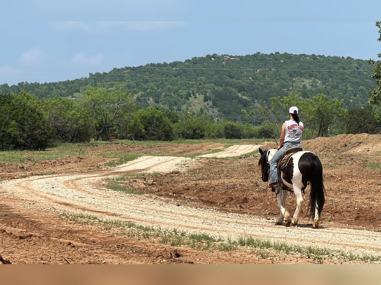 Cob Irlandese / Tinker / Gypsy Vanner Castrone 13 Anni Tobiano-tutti i colori in Jacksboro TX