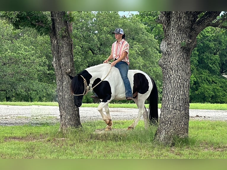 Cob Irlandese / Tinker / Gypsy Vanner Castrone 13 Anni Tobiano-tutti i colori in Jacksboro TX