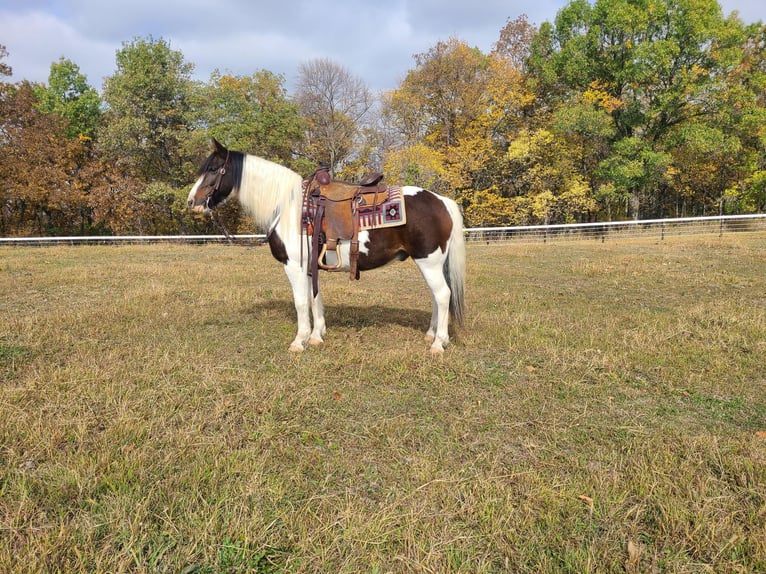 Cob Irlandese / Tinker / Gypsy Vanner Castrone 13 Anni Tobiano-tutti i colori in St chales, IA