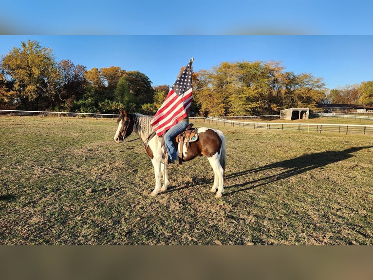 Cob Irlandese / Tinker / Gypsy Vanner Castrone 13 Anni Tobiano-tutti i colori in St chales, IA