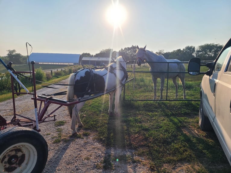 Cob Irlandese / Tinker / Gypsy Vanner Castrone 13 Anni Tobiano-tutti i colori in St chales, IA