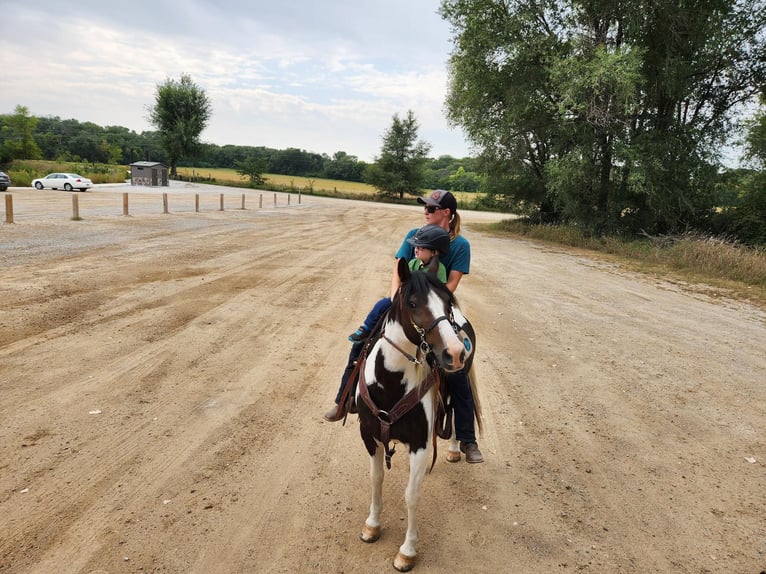 Cob Irlandese / Tinker / Gypsy Vanner Castrone 13 Anni Tobiano-tutti i colori in St chales, IA