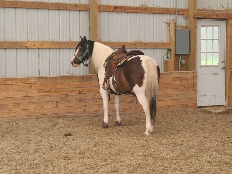 Cob Irlandese / Tinker / Gypsy Vanner Castrone 13 Anni Tobiano-tutti i colori in St chales, IA