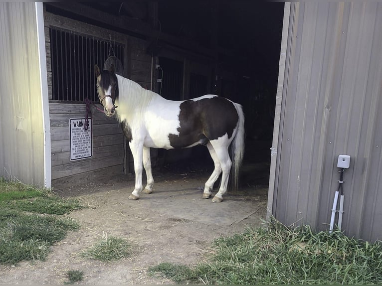 Cob Irlandese / Tinker / Gypsy Vanner Castrone 13 Anni Tobiano-tutti i colori in St chales, IA