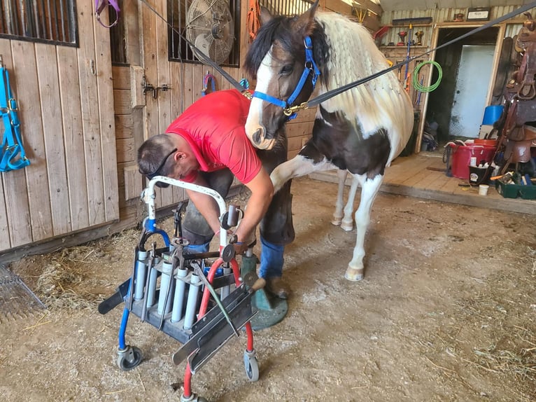 Cob Irlandese / Tinker / Gypsy Vanner Castrone 13 Anni Tobiano-tutti i colori in St chales, IA