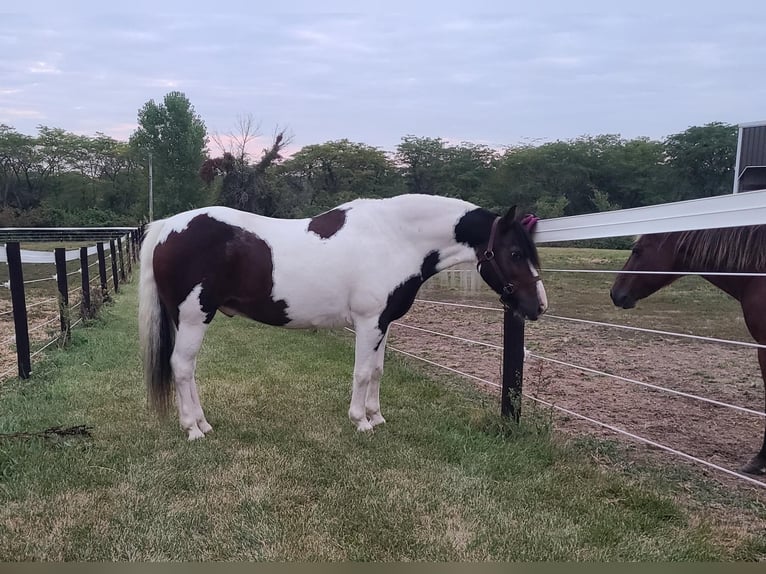 Cob Irlandese / Tinker / Gypsy Vanner Castrone 13 Anni Tobiano-tutti i colori in St chales, IA