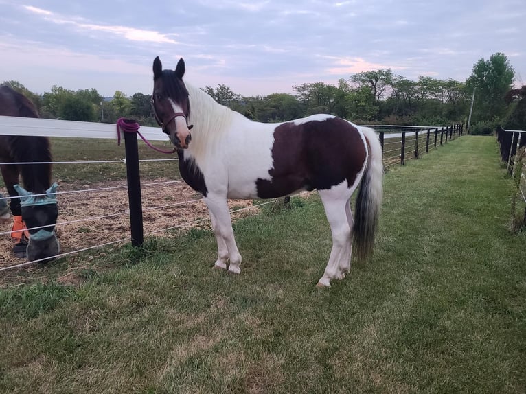 Cob Irlandese / Tinker / Gypsy Vanner Castrone 13 Anni Tobiano-tutti i colori in St chales, IA