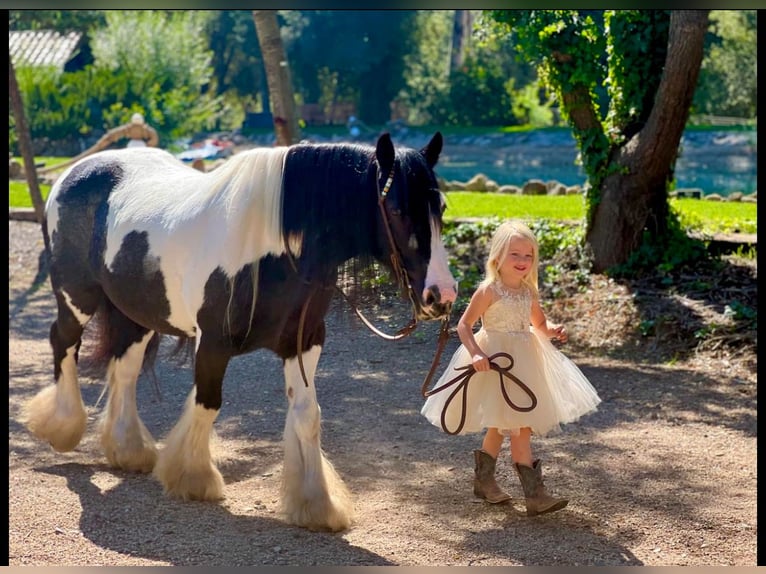 Cob Irlandese / Tinker / Gypsy Vanner Castrone 14 Anni 140 cm in Powell Butte, OR