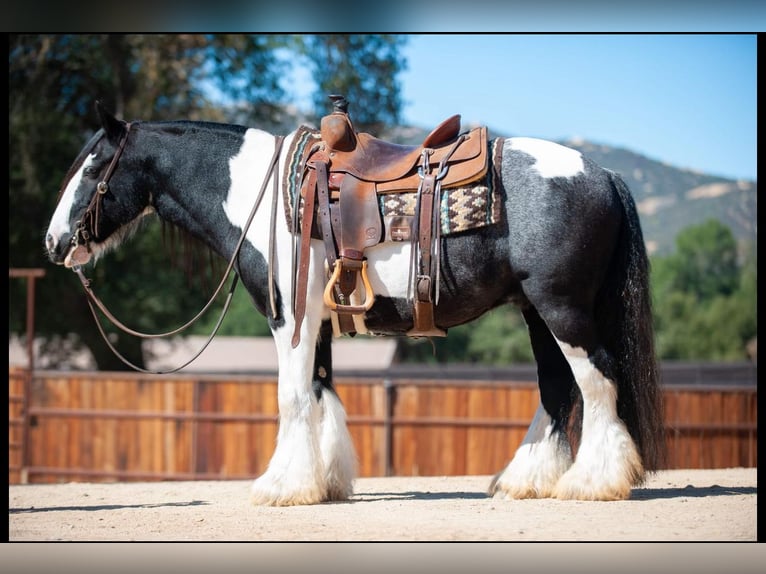 Cob Irlandese / Tinker / Gypsy Vanner Castrone 14 Anni 140 cm in Powell Butte, OR