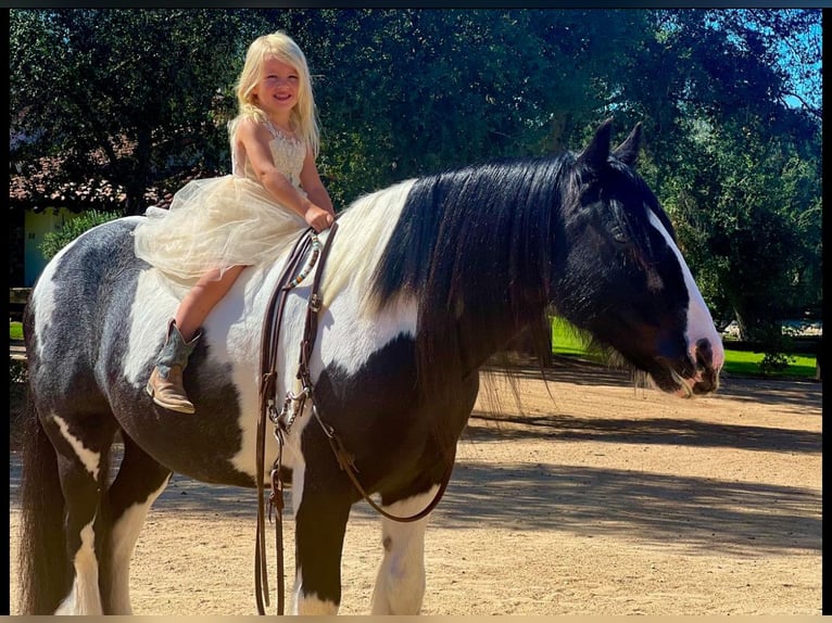 Cob Irlandese / Tinker / Gypsy Vanner Castrone 14 Anni 140 cm in Powell Butte, OR