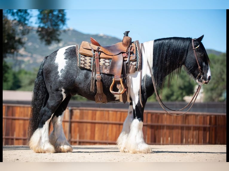 Cob Irlandese / Tinker / Gypsy Vanner Castrone 14 Anni 140 cm in Powell Butte, OR