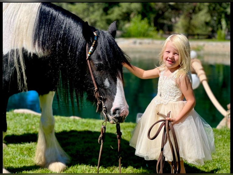 Cob Irlandese / Tinker / Gypsy Vanner Castrone 14 Anni 140 cm in Powell Butte, OR