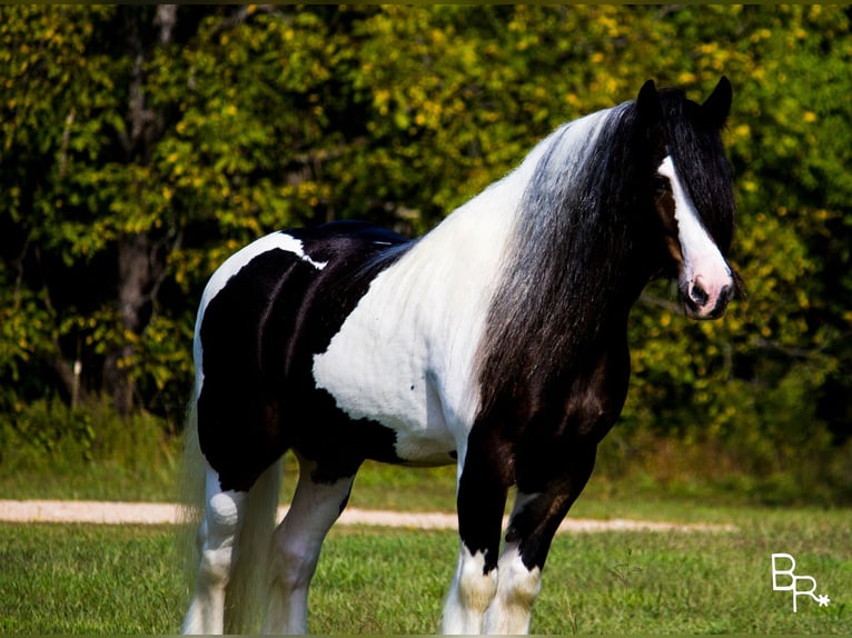 Cob Irlandese / Tinker / Gypsy Vanner Castrone 14 Anni 142 cm Tobiano-tutti i colori in Mountain Grove MO