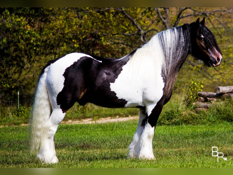 Cob Irlandese / Tinker / Gypsy Vanner Castrone 14 Anni 142 cm Tobiano-tutti i colori in Mountain Grove MO