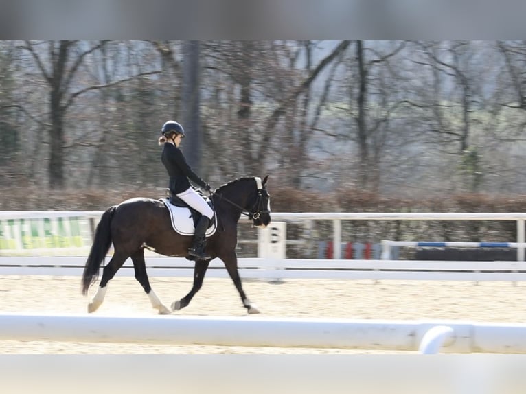 Cob Irlandese / Tinker / Gypsy Vanner Castrone 14 Anni 147 cm Morello in Endingen