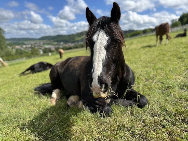 Cob Irlandese / Tinker / Gypsy Vanner Castrone 14 Anni 147 cm Morello in Endingen