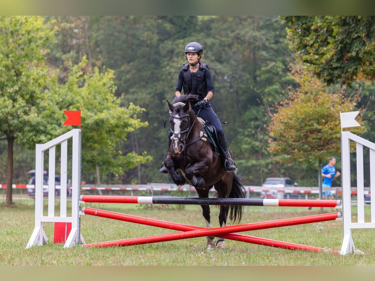 Cob Irlandese / Tinker / Gypsy Vanner Castrone 14 Anni 147 cm Morello in Endingen