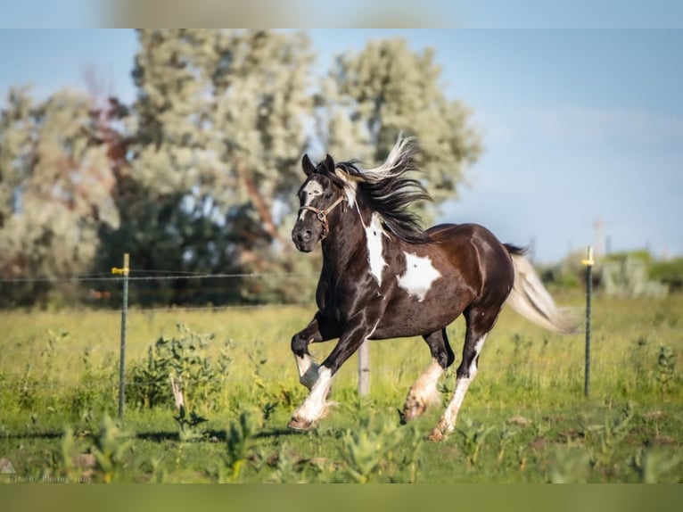 Cob Irlandese / Tinker / Gypsy Vanner Mix Castrone 14 Anni 147 cm in Powell, WY