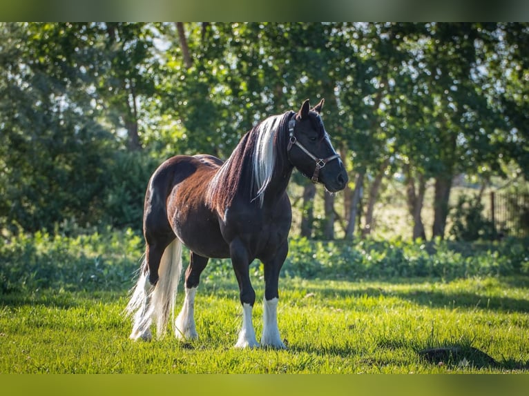 Cob Irlandese / Tinker / Gypsy Vanner Mix Castrone 14 Anni 147 cm in Powell, WY