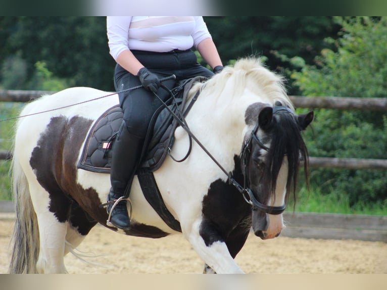 Cob Irlandese / Tinker / Gypsy Vanner Mix Castrone 14 Anni 148 cm Pezzato in Waakirchenr