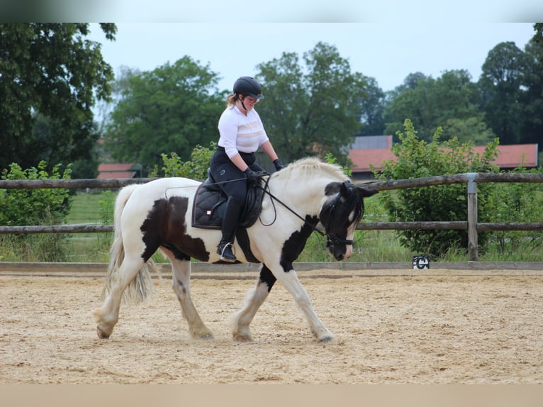 Cob Irlandese / Tinker / Gypsy Vanner Mix Castrone 14 Anni 148 cm Pezzato in Waakirchenr