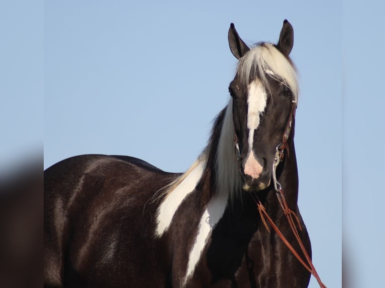 Cob Irlandese / Tinker / Gypsy Vanner Castrone 14 Anni 152 cm Tobiano-tutti i colori in Mt vernon