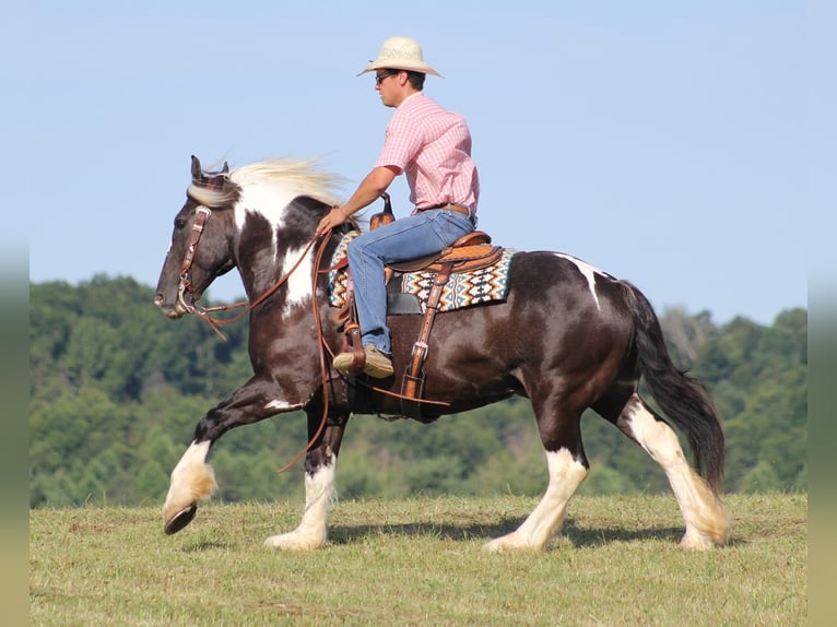 Cob Irlandese / Tinker / Gypsy Vanner Castrone 14 Anni 152 cm Tobiano-tutti i colori in Mt vernon