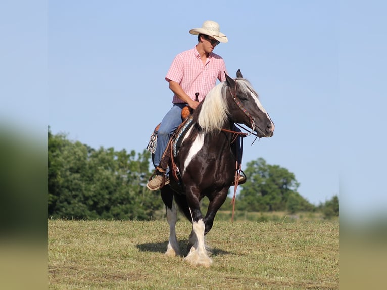 Cob Irlandese / Tinker / Gypsy Vanner Castrone 14 Anni 152 cm Tobiano-tutti i colori in Mt vernon