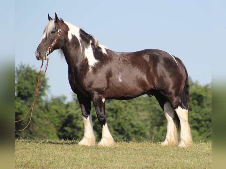 Cob Irlandese / Tinker / Gypsy Vanner Castrone 14 Anni 152 cm Tobiano-tutti i colori in Brodhead KY