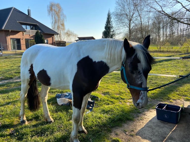 Cob Irlandese / Tinker / Gypsy Vanner Mix Castrone 14 Anni 155 cm Pezzato in Korschenbroich