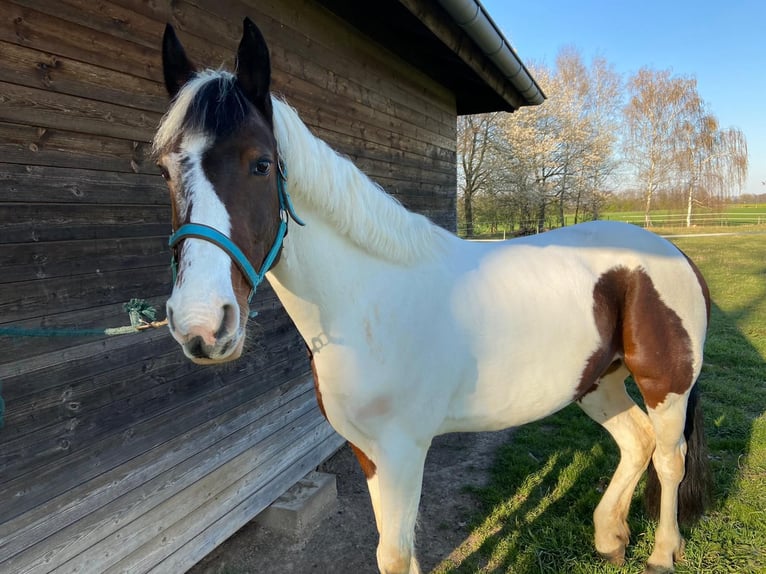 Cob Irlandese / Tinker / Gypsy Vanner Mix Castrone 14 Anni 155 cm Pezzato in Korschenbroich