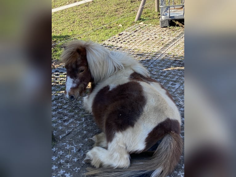 Cob Irlandese / Tinker / Gypsy Vanner Mix Castrone 14 Anni 155 cm Pezzato in Korschenbroich