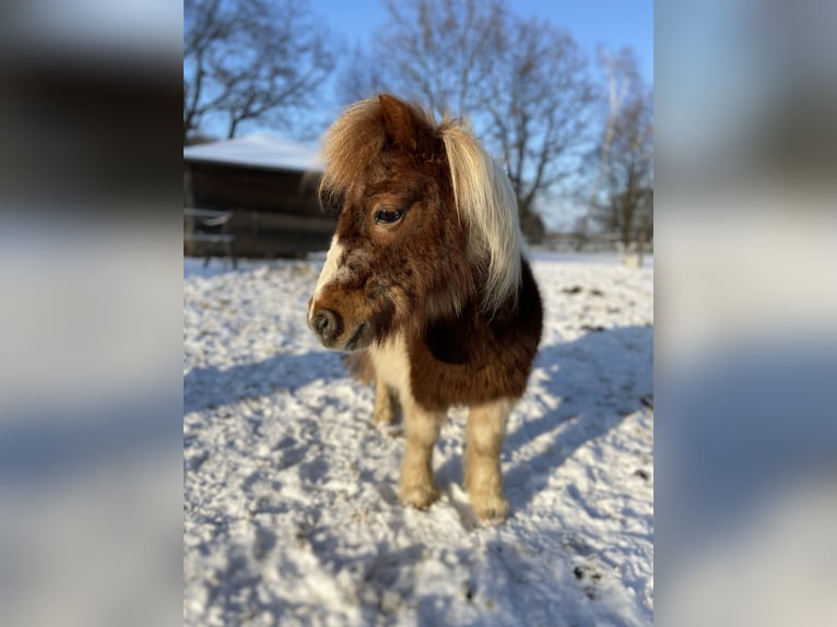 Cob Irlandese / Tinker / Gypsy Vanner Mix Castrone 14 Anni 155 cm Pezzato in Korschenbroich