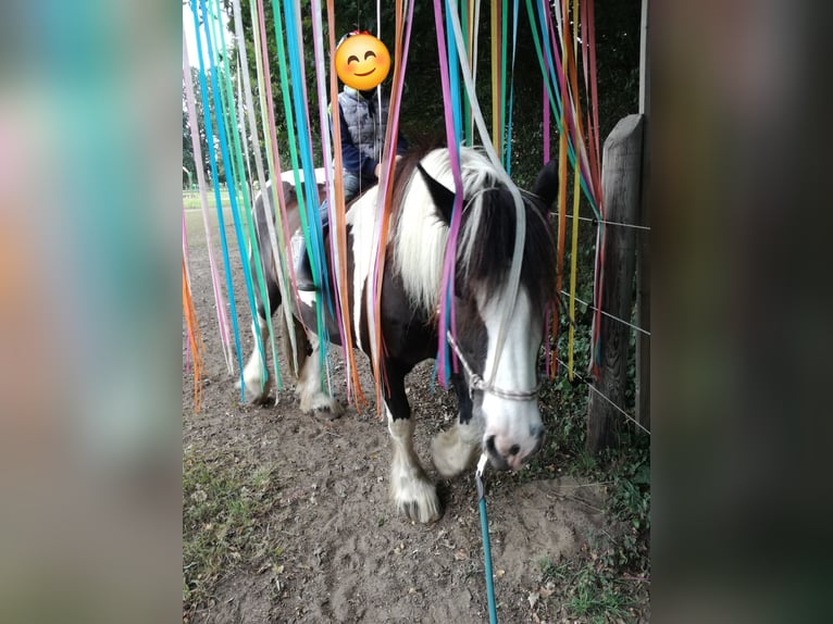 Cob Irlandese / Tinker / Gypsy Vanner Castrone 14 Anni 160 cm Tobiano-tutti i colori in Messingen