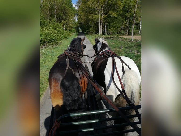 Cob Irlandese / Tinker / Gypsy Vanner Castrone 14 Anni 160 cm Tobiano-tutti i colori in Messingen