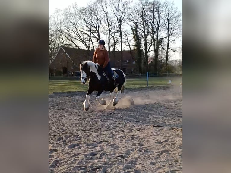 Cob Irlandese / Tinker / Gypsy Vanner Castrone 14 Anni 160 cm Tobiano-tutti i colori in Messingen