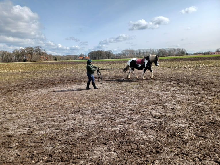 Cob Irlandese / Tinker / Gypsy Vanner Castrone 14 Anni 160 cm Tobiano-tutti i colori in Messingen