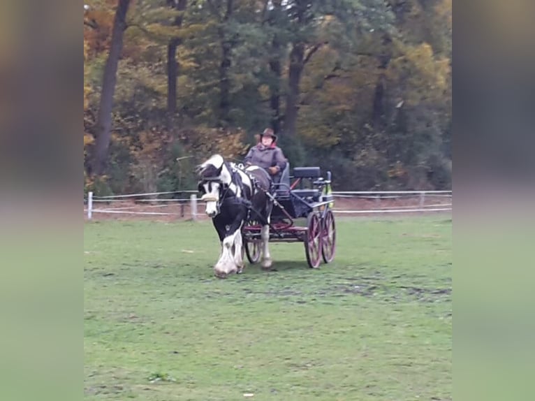 Cob Irlandese / Tinker / Gypsy Vanner Castrone 14 Anni 160 cm Tobiano-tutti i colori in Messingen