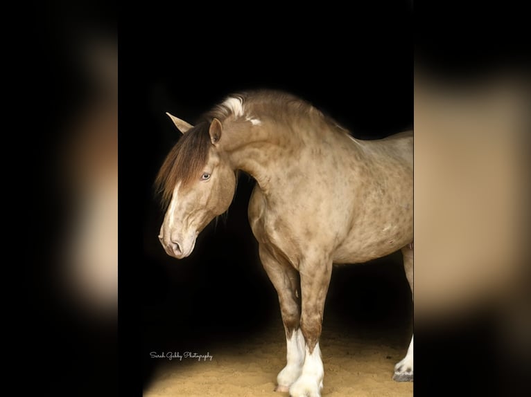 Cob Irlandese / Tinker / Gypsy Vanner Castrone 14 Anni 163 cm Champagne in Hazelton IA