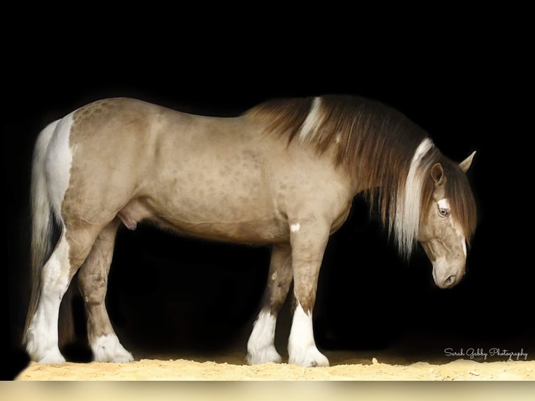 Cob Irlandese / Tinker / Gypsy Vanner Castrone 14 Anni 163 cm Champagne in Hazelton IA