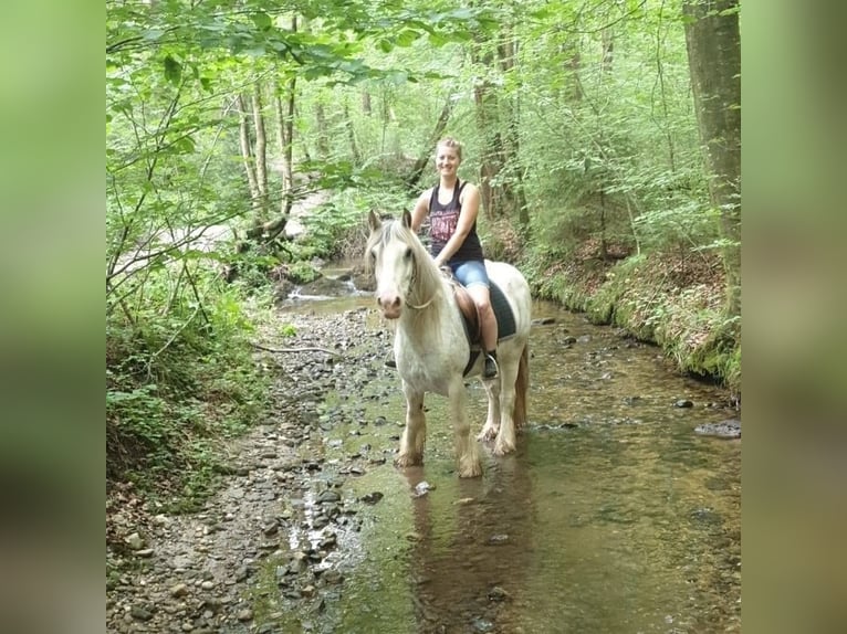 Cob Irlandese / Tinker / Gypsy Vanner Castrone 15 Anni 140 cm Grigio pezzato in Amerang