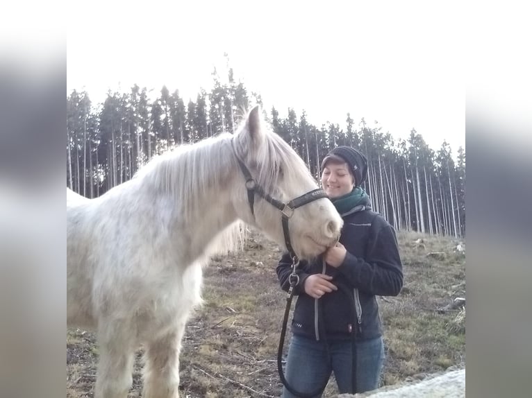 Cob Irlandese / Tinker / Gypsy Vanner Castrone 15 Anni 140 cm Grigio pezzato in Amerang