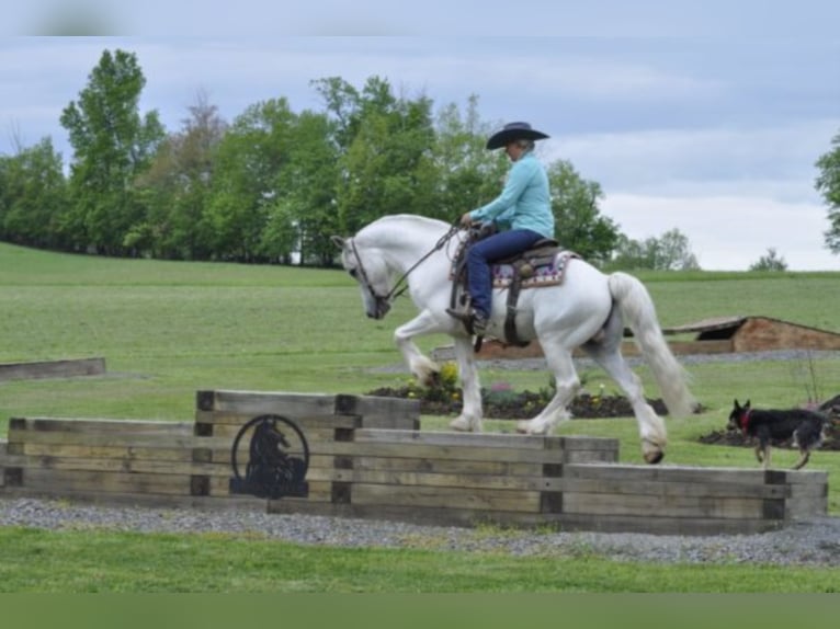 Cob Irlandese / Tinker / Gypsy Vanner Castrone 15 Anni 142 cm Grigio in Everett PA