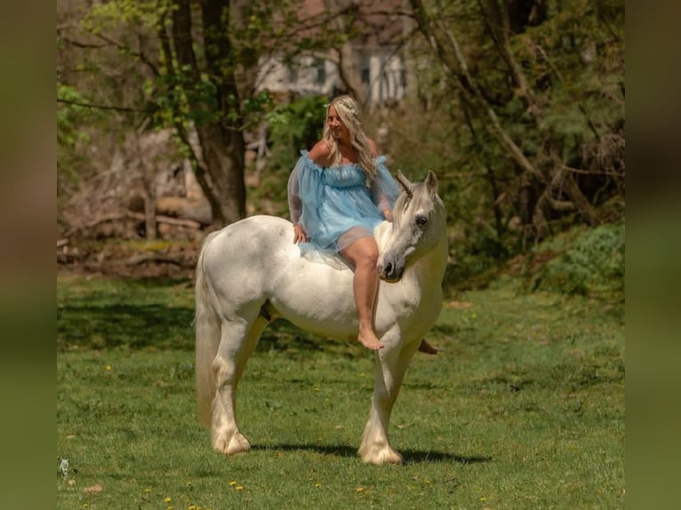 Cob Irlandese / Tinker / Gypsy Vanner Castrone 15 Anni 142 cm Grigio in Everett PA