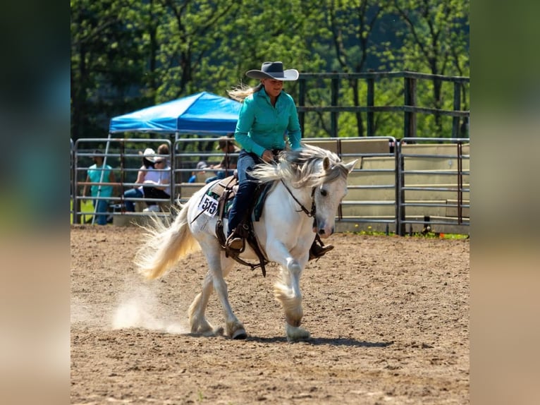 Cob Irlandese / Tinker / Gypsy Vanner Castrone 15 Anni 142 cm Grigio in Everett PA